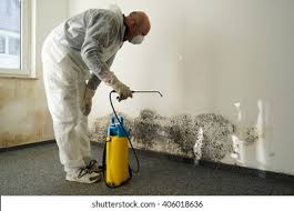 Why You Should Choose Our Mold Remediation Services in South Valley Stream, NY